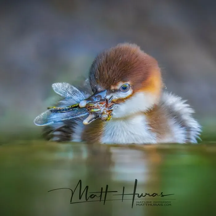 “Common Merganser Duck Chick”