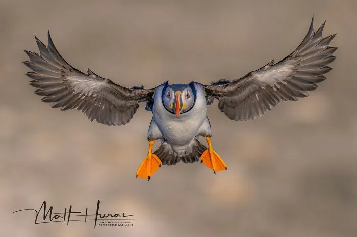 “Atlantic Puffin”
