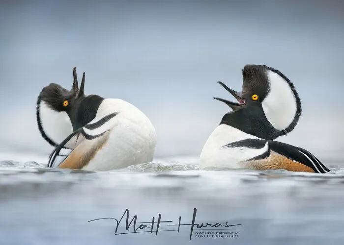 “Male Hooded Merganser Ducks”