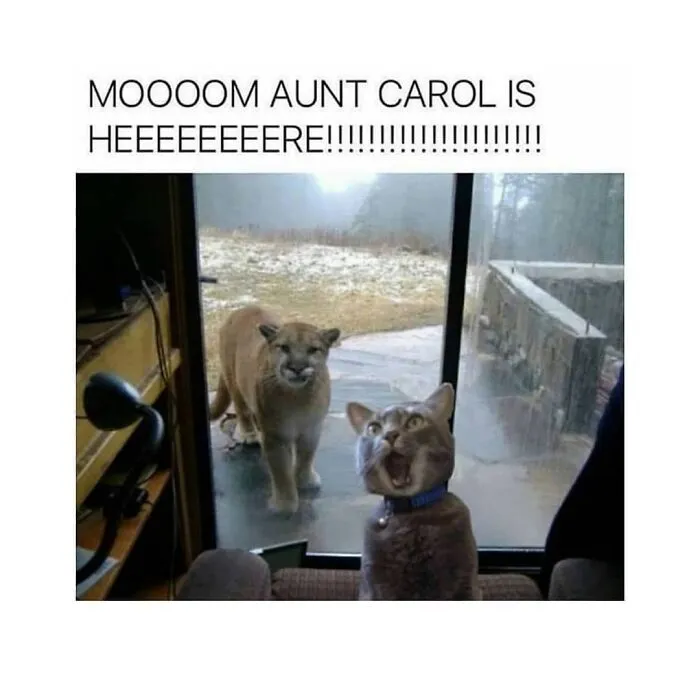 If Nothing Brings You Joy Anymore, Try These 75 Funny And Wholesome Animal Memes
