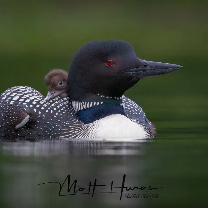 “Mother And Child: A Common Loon Portrait”