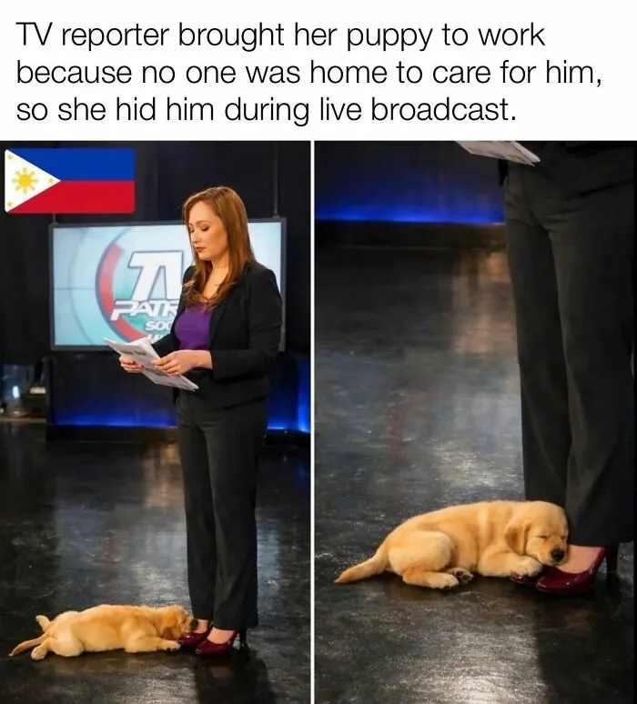 A TV reporter with her puppy, hiding during a live broadcast. This image features positive posts, a cute puppy.