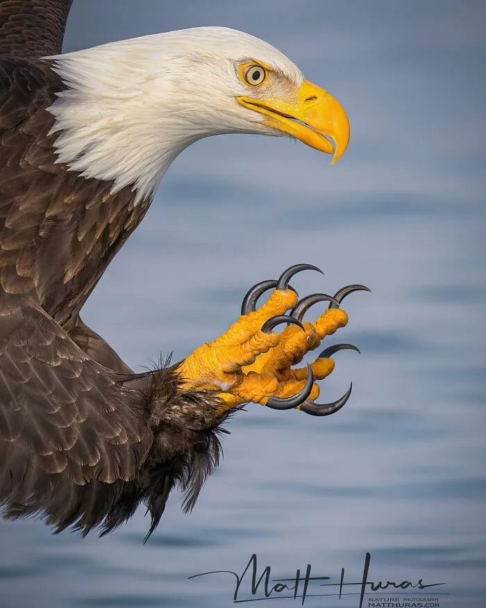“Bald Eagle”