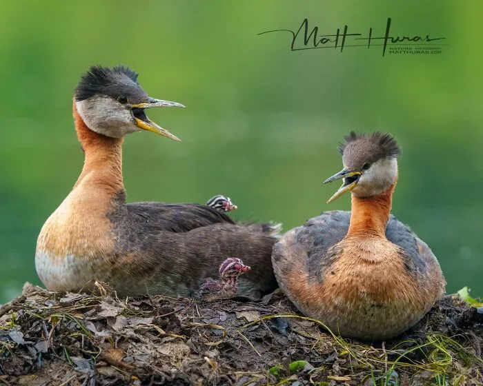 “Red-Necked Grebe Parents With 2 Of Their Chicks”