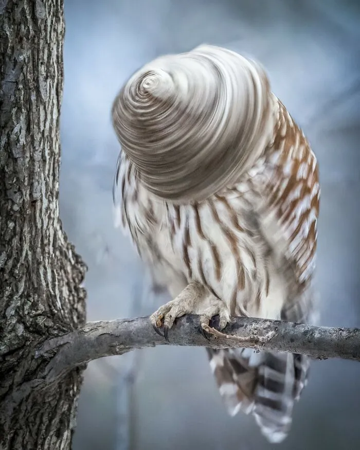 “Drilling Owl (Strix Spinitis)”
