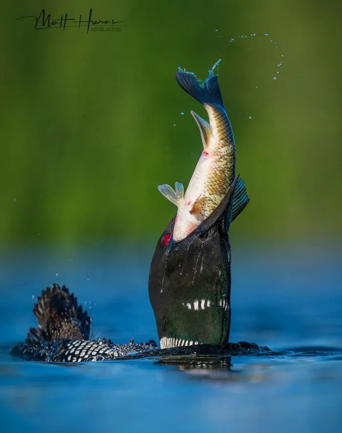 “Common Loon”