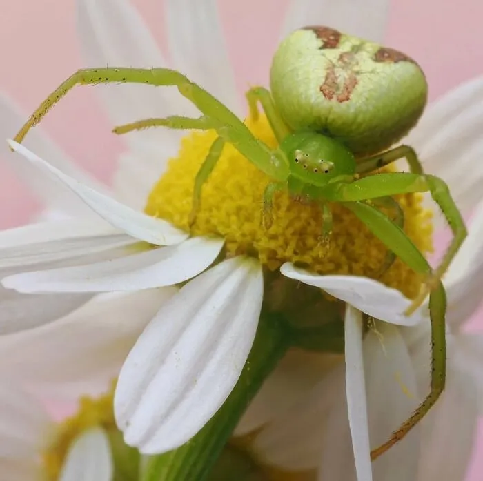 55 Fascinating Macro Photos Shared By This Page That Reveal Tiny Worlds Up Close