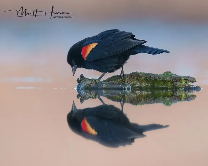 “Red-Winged Blackbird”