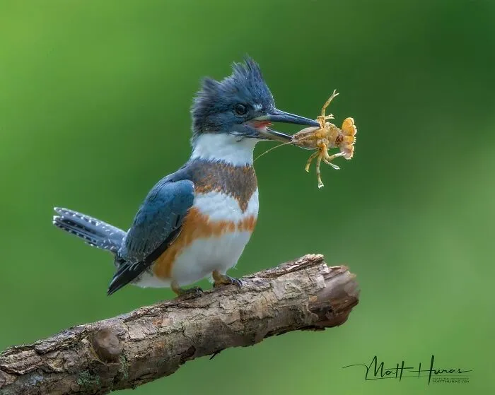 “Belted Kingfisher”