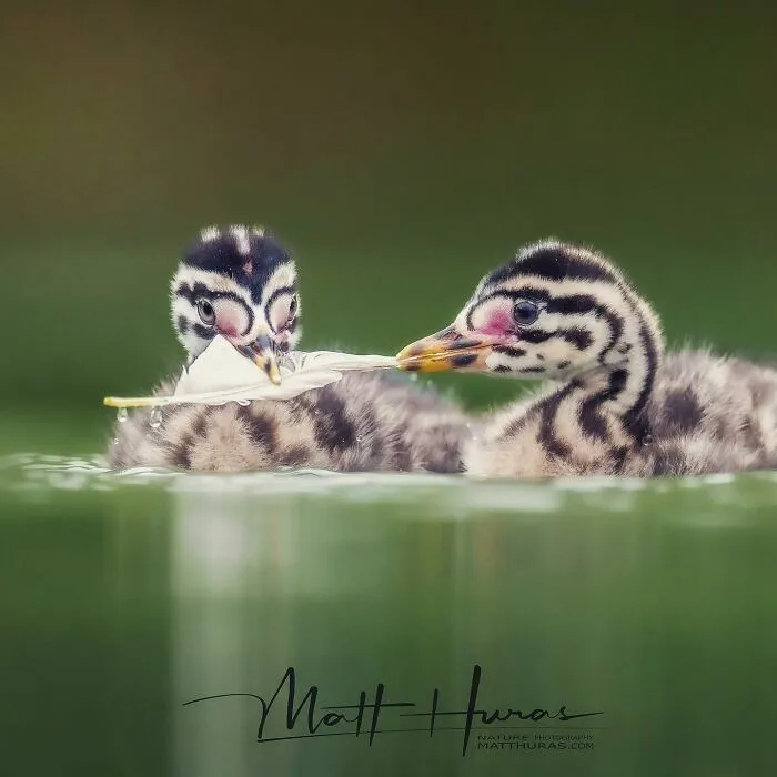 “Two Red-Necked Grebe Siblings Playing With A Feather”