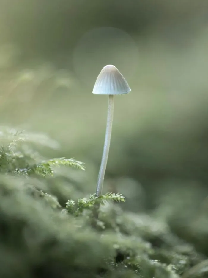 55 Fascinating Macro Photos Shared By This Page That Reveal Tiny Worlds Up Close