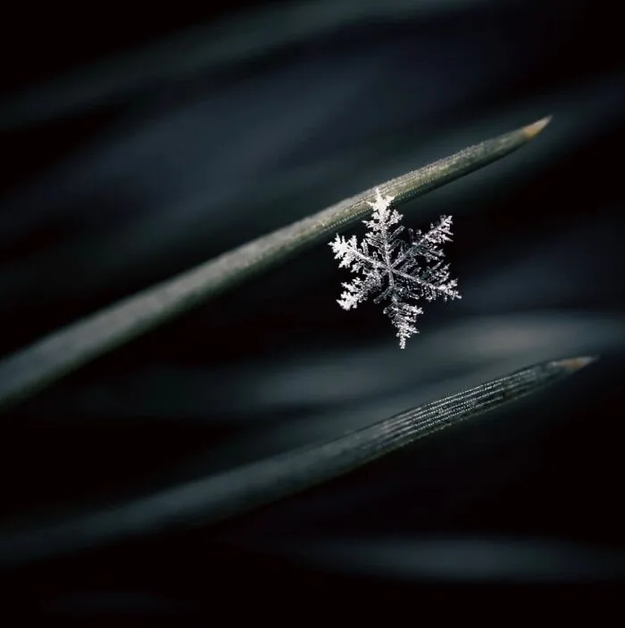 55 Fascinating Macro Photos Shared By This Page That Reveal Tiny Worlds Up Close