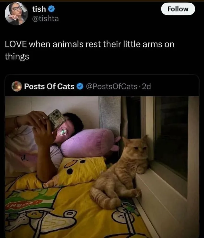 A person filming an orange cat relaxing with its paw on a window sill. Positive posts to make your day.