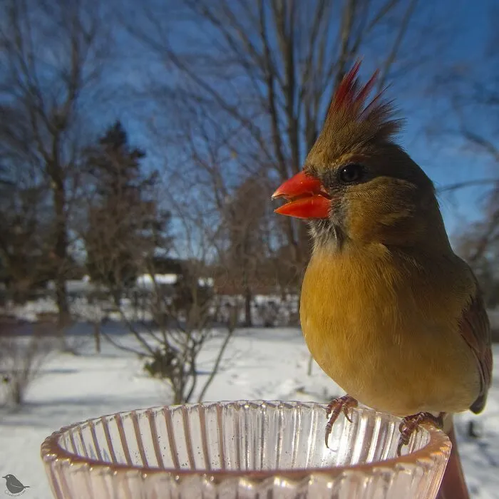 Woman Puts Camera On Bird Feeder In Her Yard To See Who Comes To Visit (30 New Pics)