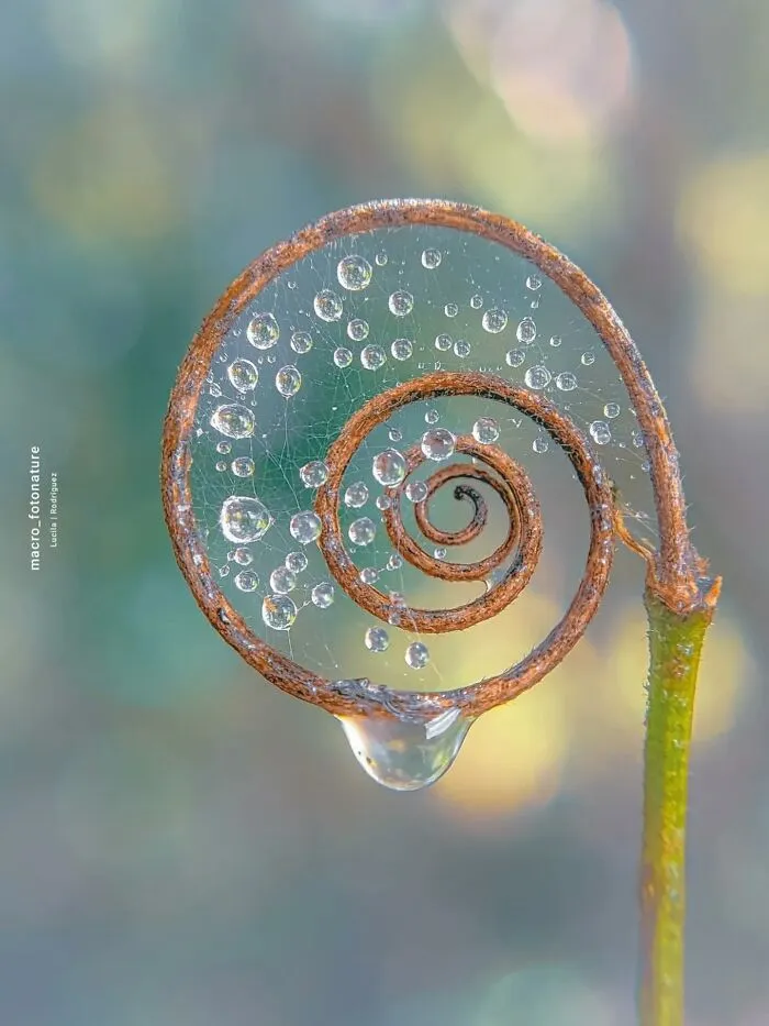 55 Fascinating Macro Photos Shared By This Page That Reveal Tiny Worlds Up Close