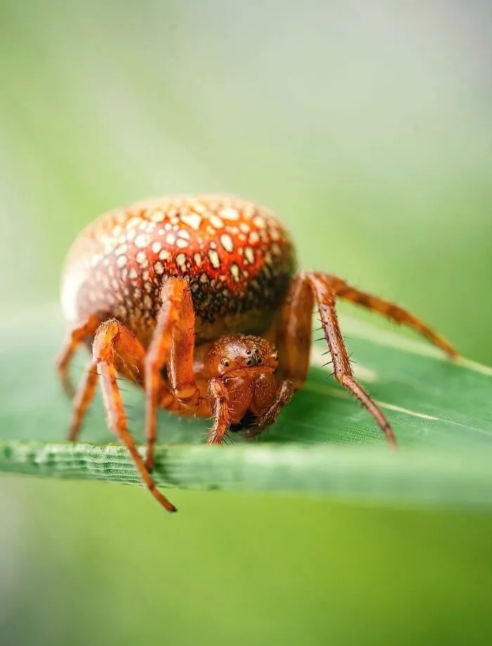 55 Fascinating Macro Photos Shared By This Page That Reveal Tiny Worlds Up Close
