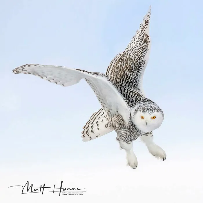 “Snowy Owl”