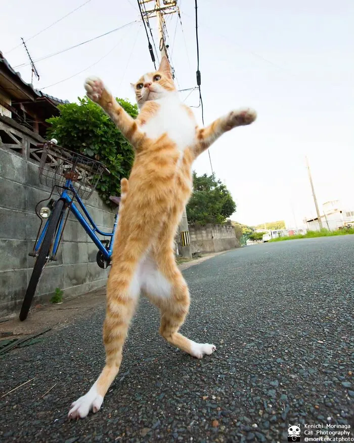 Funny And Perfectly Timed Cat Photos Captured By Kenichi Morinaga (49 New Pics)