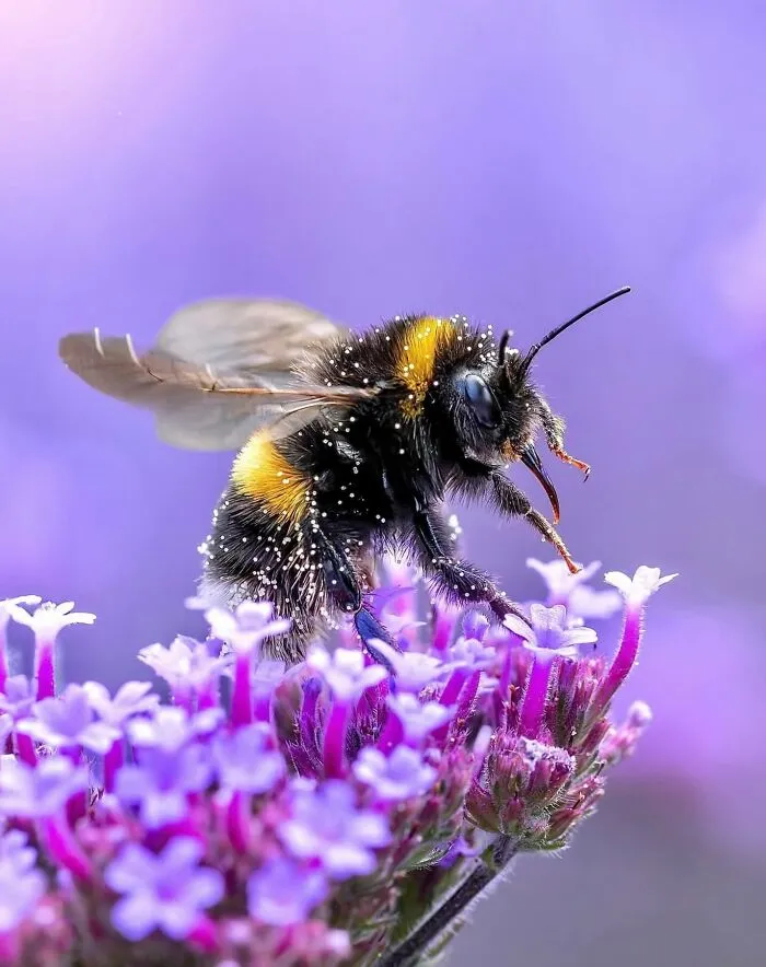 55 Fascinating Macro Photos Shared By This Page That Reveal Tiny Worlds Up Close