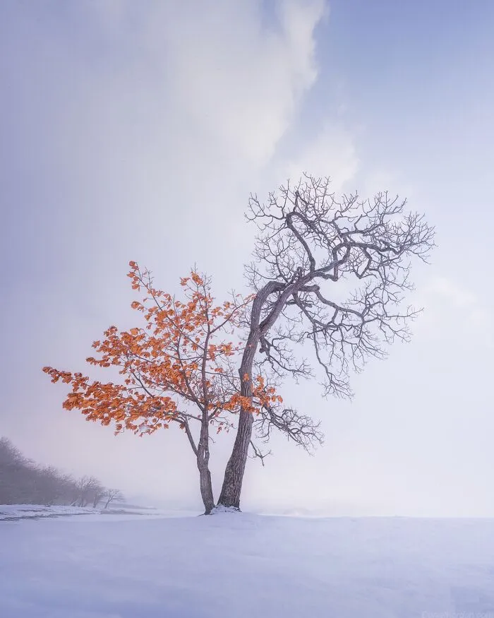 42 Dreamlike Photos Of Japan That Show Its Shrines, Mountains, And Changing Seasons