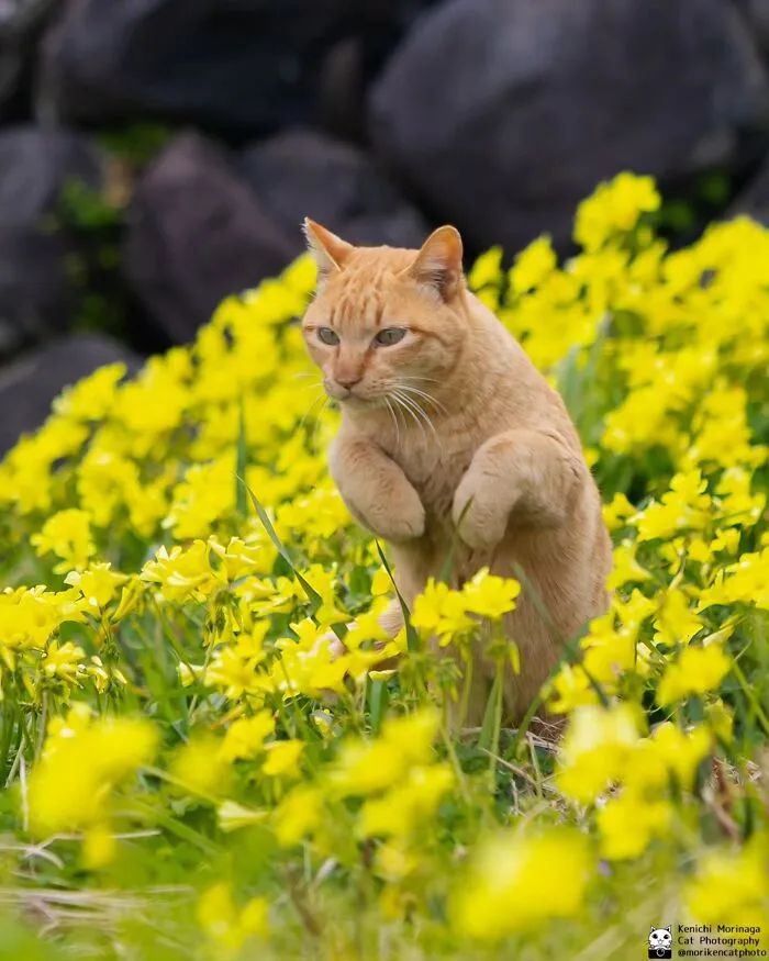 Funny And Perfectly Timed Cat Photos Captured By Kenichi Morinaga (49 New Pics)