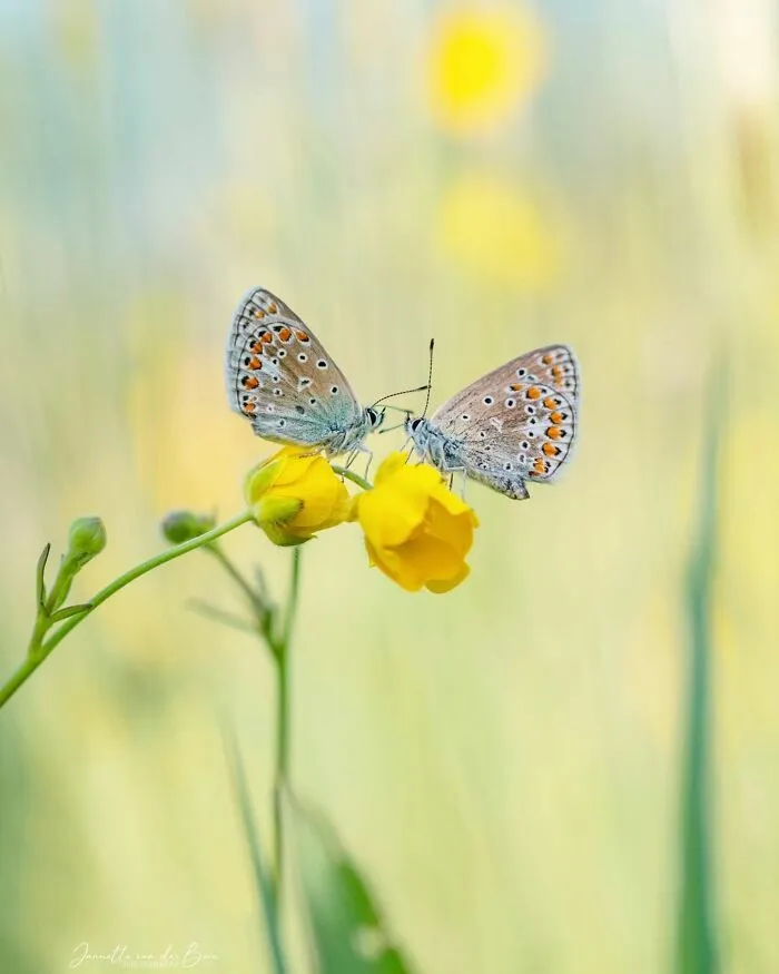 55 Fascinating Macro Photos Shared By This Page That Reveal Tiny Worlds Up Close