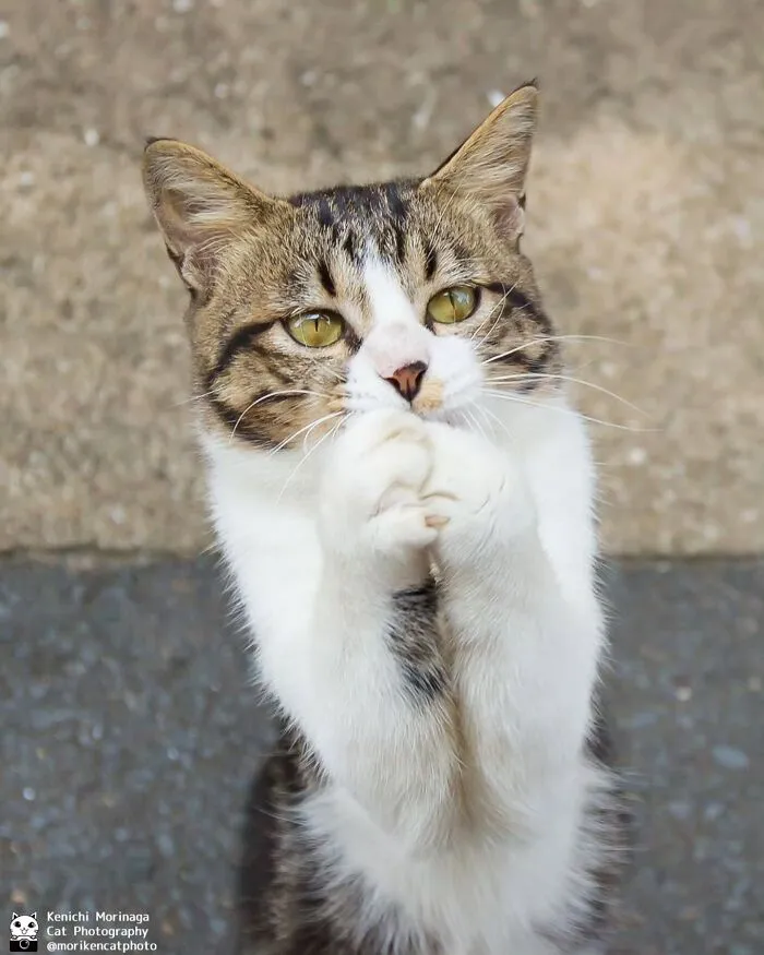 Funny And Perfectly Timed Cat Photos Captured By Kenichi Morinaga (49 New Pics)