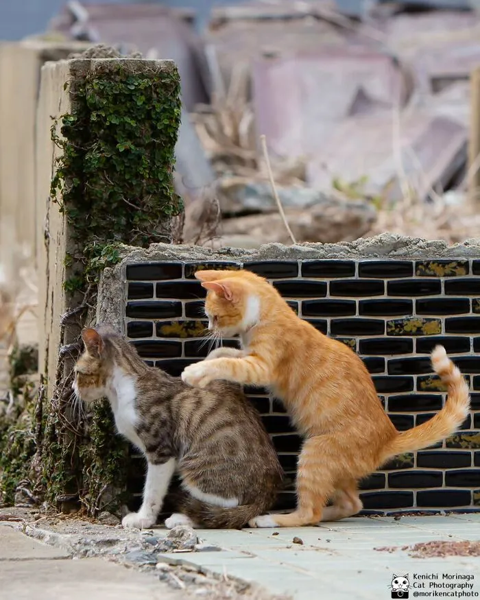 Funny And Perfectly Timed Cat Photos Captured By Kenichi Morinaga (49 New Pics)