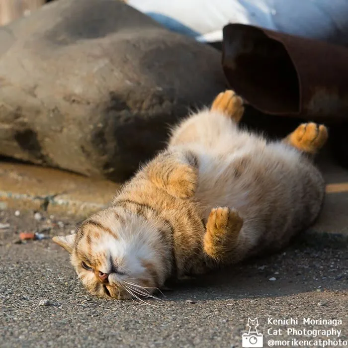 Funny And Perfectly Timed Cat Photos Captured By Kenichi Morinaga (49 New Pics)