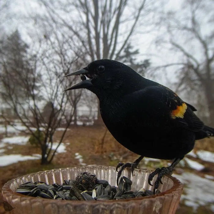 Woman Puts Camera On Bird Feeder In Her Yard To See Who Comes To Visit (30 New Pics)