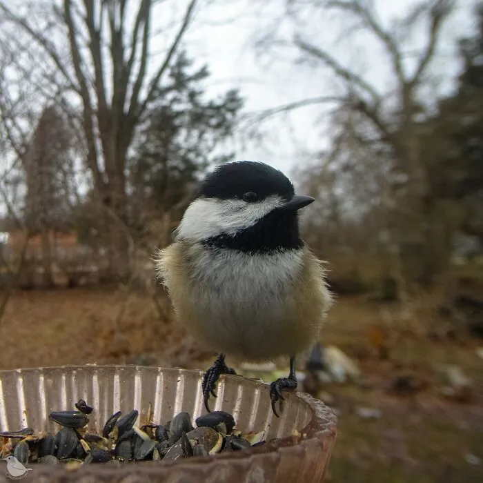 Woman Puts Camera On Bird Feeder In Her Yard To See Who Comes To Visit (30 New Pics)