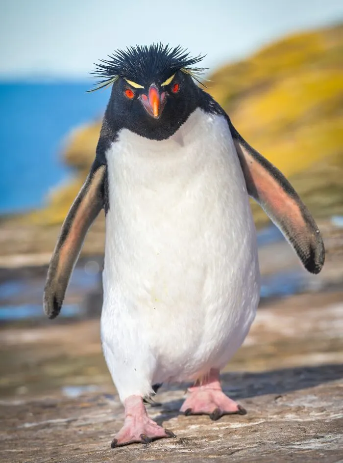 “Western Rockhopper Penguin”