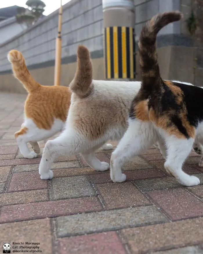 Funny And Perfectly Timed Cat Photos Captured By Kenichi Morinaga (49 New Pics)