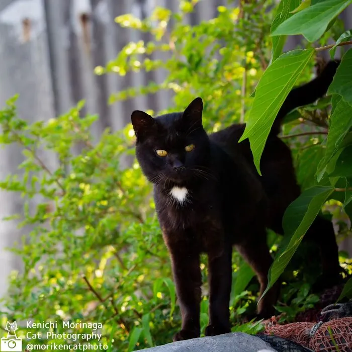 Funny And Perfectly Timed Cat Photos Captured By Kenichi Morinaga (49 New Pics)