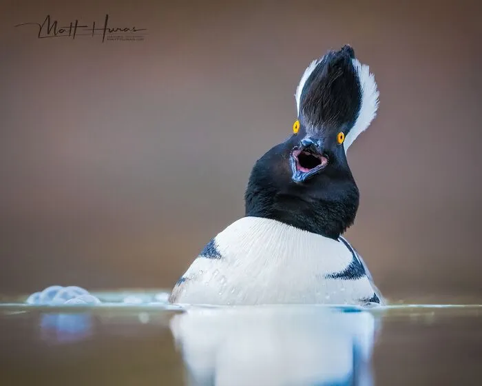 “Male Hooded Merganser Duck”
