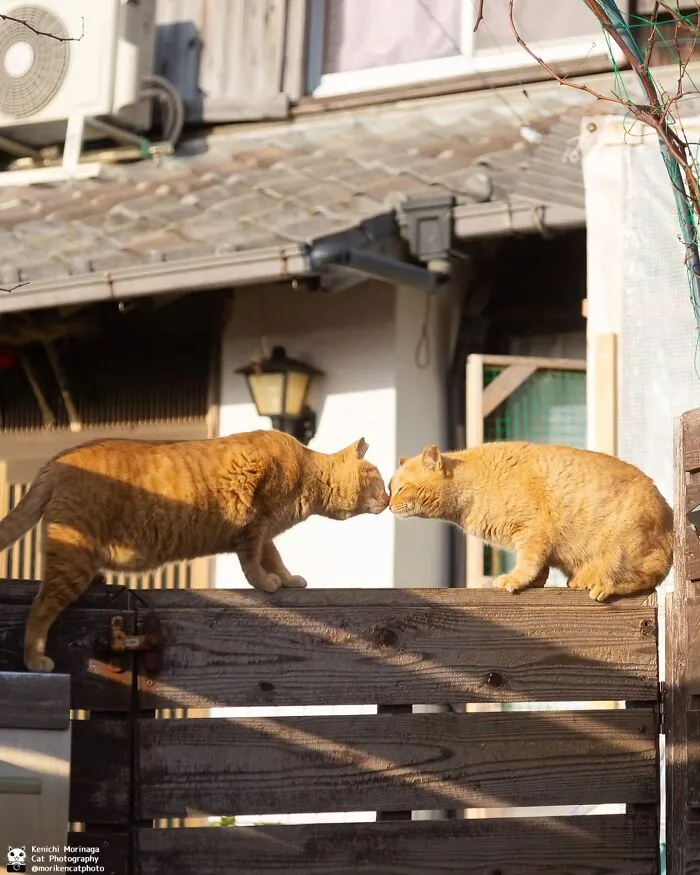 Funny And Perfectly Timed Cat Photos Captured By Kenichi Morinaga (49 New Pics)