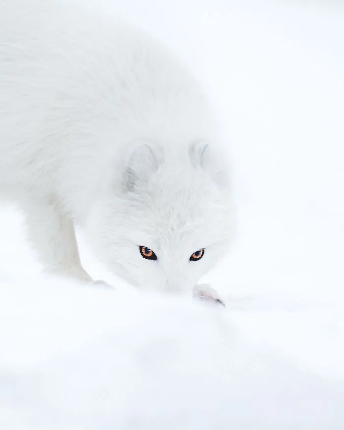 This Photographer Shows Iceland Through The Animals That Call It Home (41 Pics)