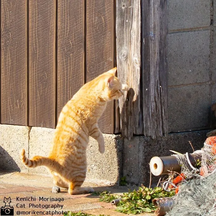 Funny And Perfectly Timed Cat Photos Captured By Kenichi Morinaga (49 New Pics)