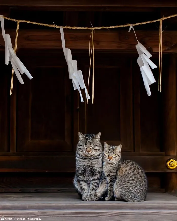 Funny And Perfectly Timed Cat Photos Captured By Kenichi Morinaga (49 New Pics)