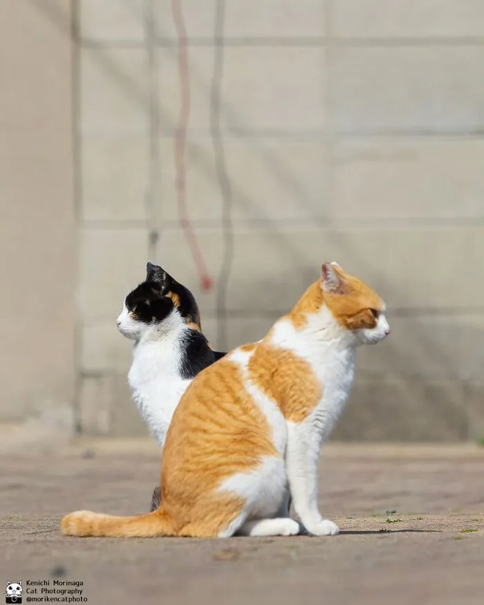 Funny And Perfectly Timed Cat Photos Captured By Kenichi Morinaga (49 New Pics)