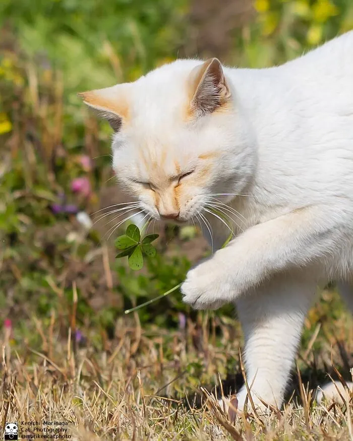 Funny And Perfectly Timed Cat Photos Captured By Kenichi Morinaga (49 New Pics)