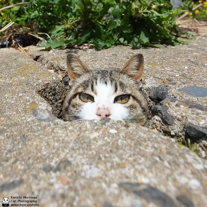 Funny And Perfectly Timed Cat Photos Captured By Kenichi Morinaga (49 New Pics)