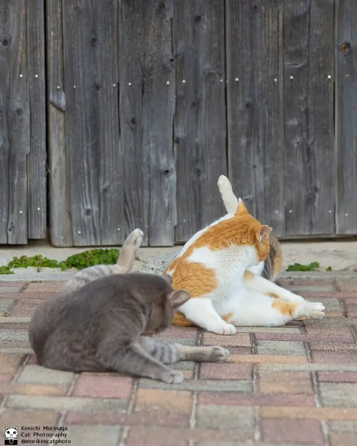 Funny And Perfectly Timed Cat Photos Captured By Kenichi Morinaga (49 New Pics)