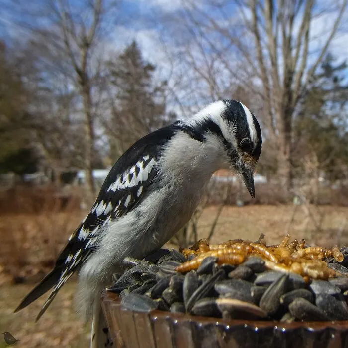 Woman Puts Camera On Bird Feeder In Her Yard To See Who Comes To Visit (30 New Pics)