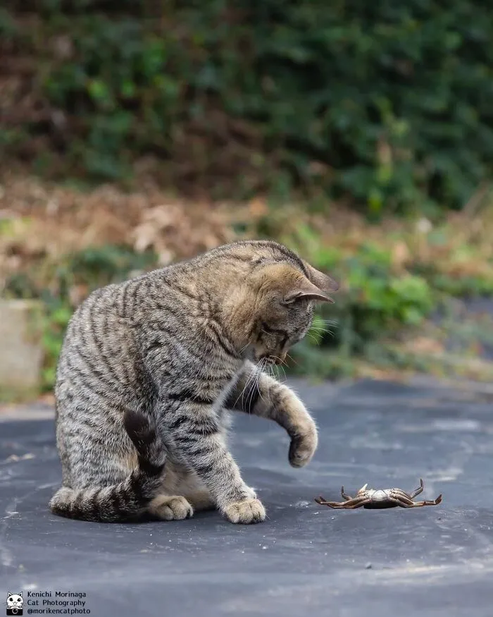Funny And Perfectly Timed Cat Photos Captured By Kenichi Morinaga (49 New Pics)