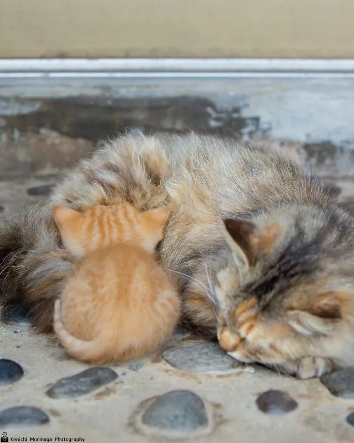 Funny And Perfectly Timed Cat Photos Captured By Kenichi Morinaga (49 New Pics)