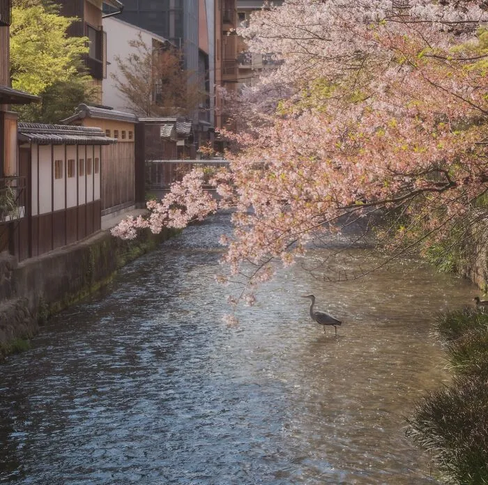 42 Dreamlike Photos Of Japan That Show Its Shrines, Mountains, And Changing Seasons
