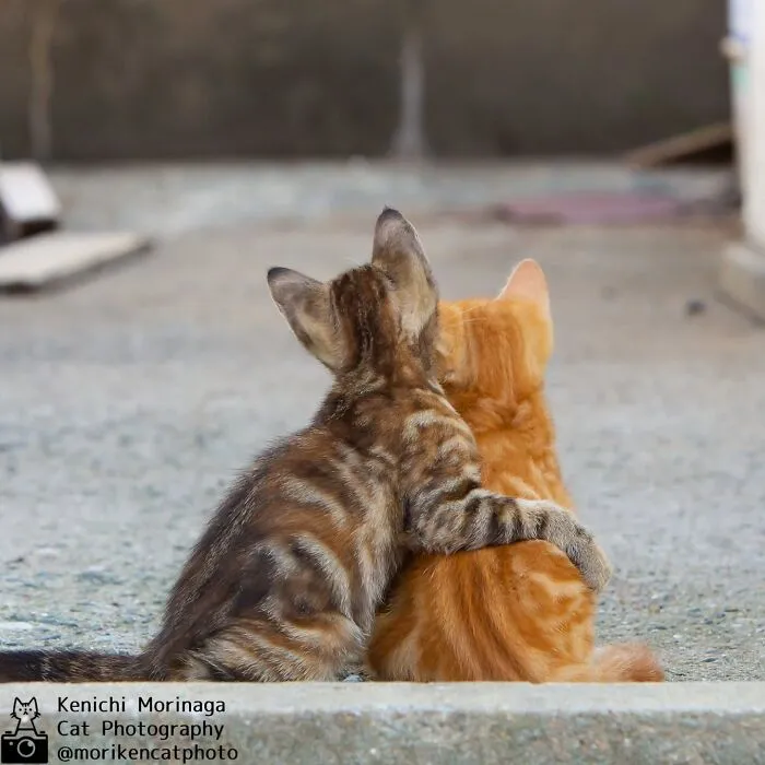 Funny And Perfectly Timed Cat Photos Captured By Kenichi Morinaga (49 New Pics)