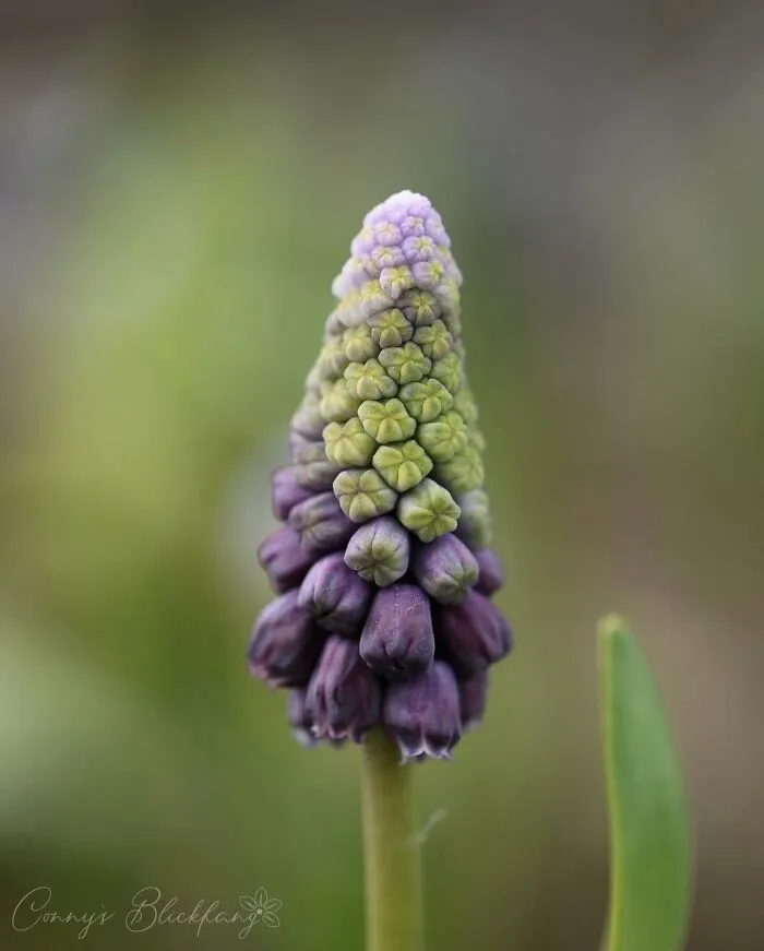 55 Fascinating Macro Photos Shared By This Page That Reveal Tiny Worlds Up Close