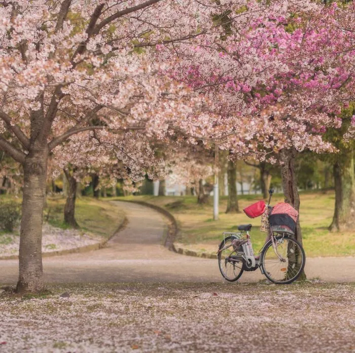 42 Dreamlike Photos Of Japan That Show Its Shrines, Mountains, And Changing Seasons